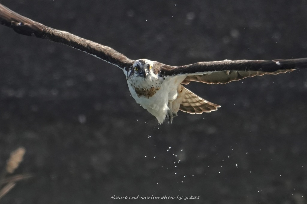 一年の終わりに躍動Ⅱ