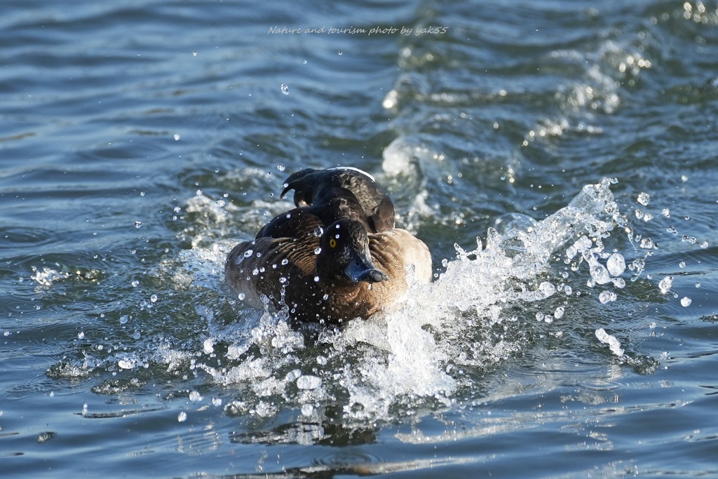 Splash