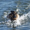 Splash