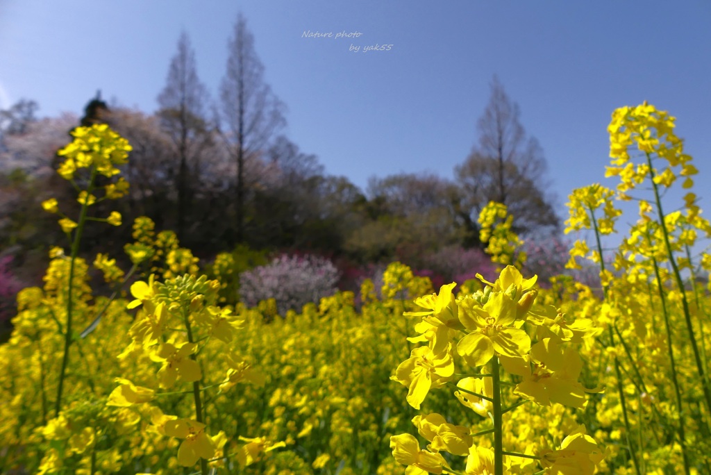 春のお花畑