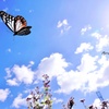 青空２（アサギマダラ）