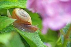 自宅紫陽花に・・