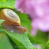 自宅紫陽花に・・