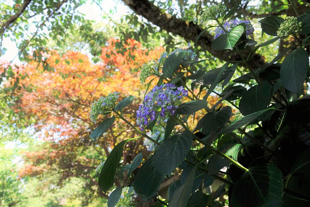 紅葉（紫陽花寺・矢田寺）