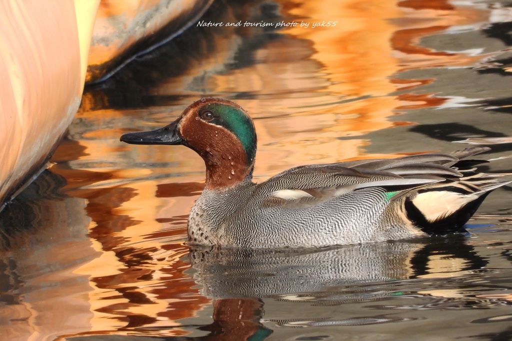 コガモちゃんを3000㎜で