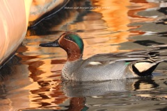 コガモちゃんを3000㎜で