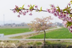 春農道