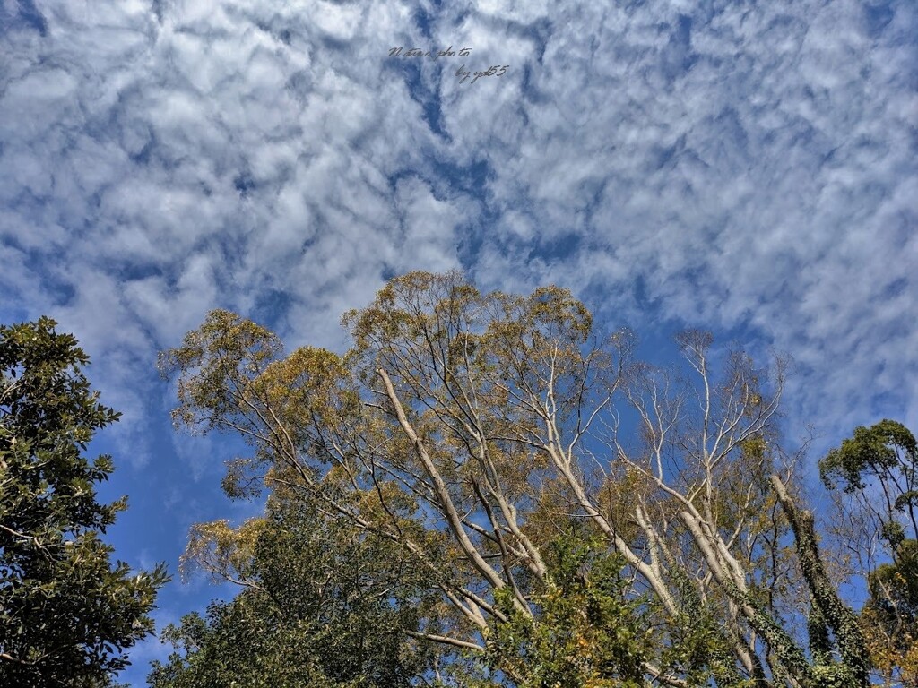 初冬の空