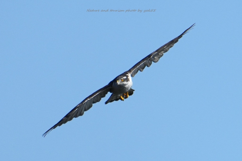 オオタカさんが通る