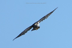 オオタカさんが通る