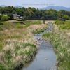 小川に幟