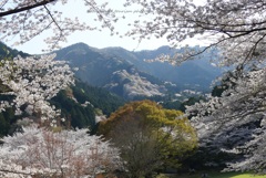 山も満開