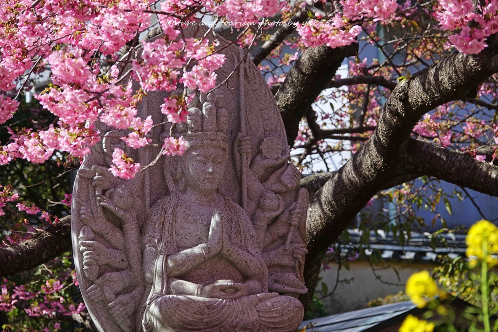 原木桜