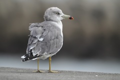 秋の海岸線で・・Ⅱ 秋の海岸線で・・Ⅱ