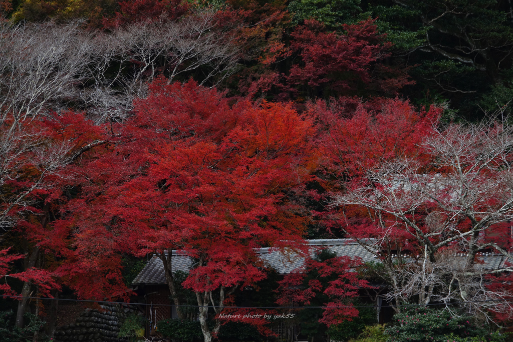 燃ゆる里山Ⅱ