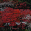 燃ゆる里山Ⅱ