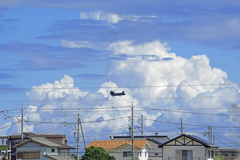 大きなトンボさん？