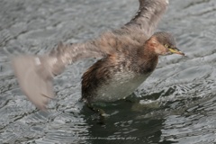 年の瀬バタバタ