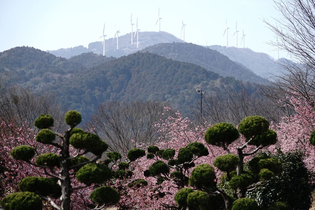 春よ～（河津桜）