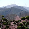 春よ～（河津桜）