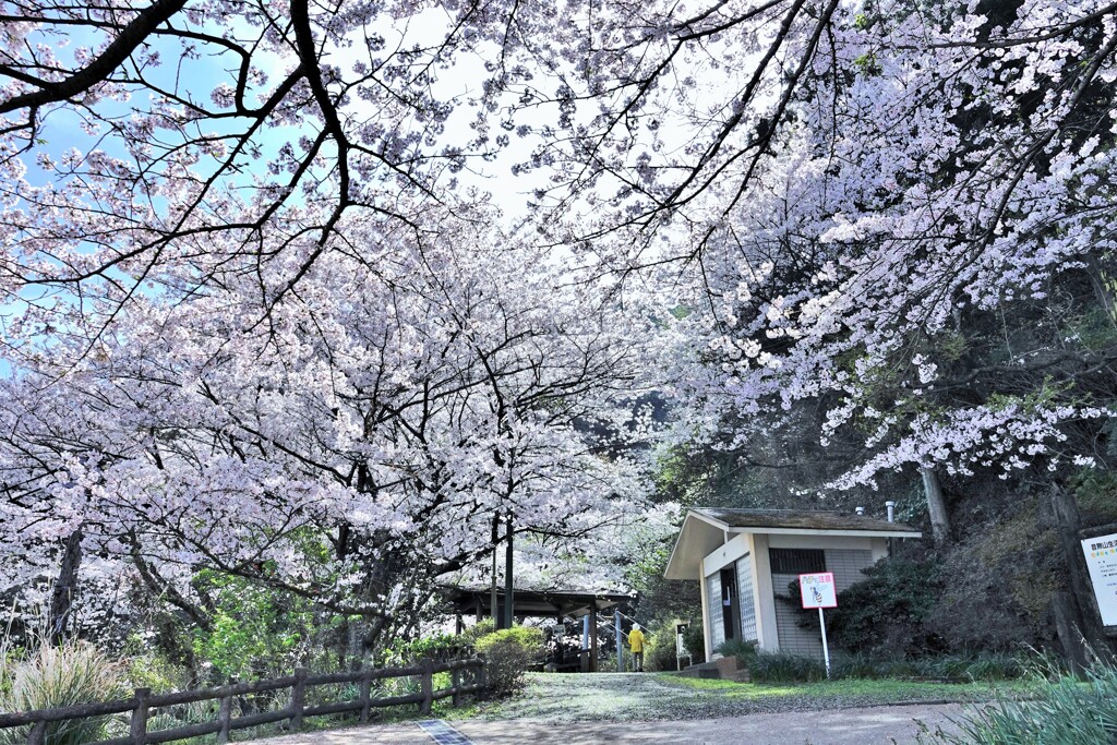 海岸線の春
