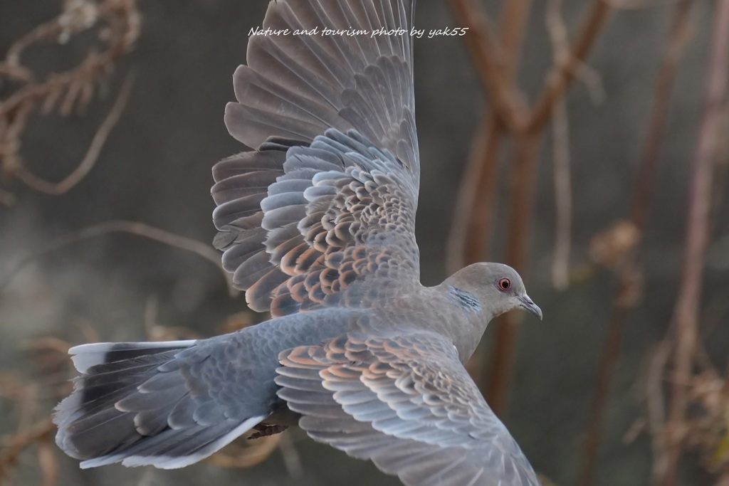 ハトさん横切る
