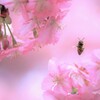 サクハッチ（河津桜）