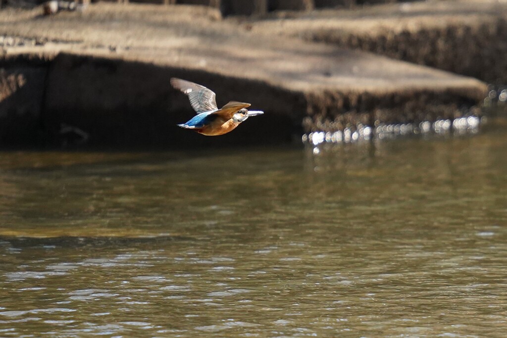 岸から岸へ（カワセミ・オス）