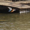 岸から岸へ（カワセミ・オス）