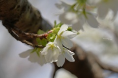 早咲き桜（エドヒガンサクラ）