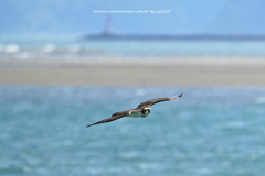 秋の海岸線で躍動