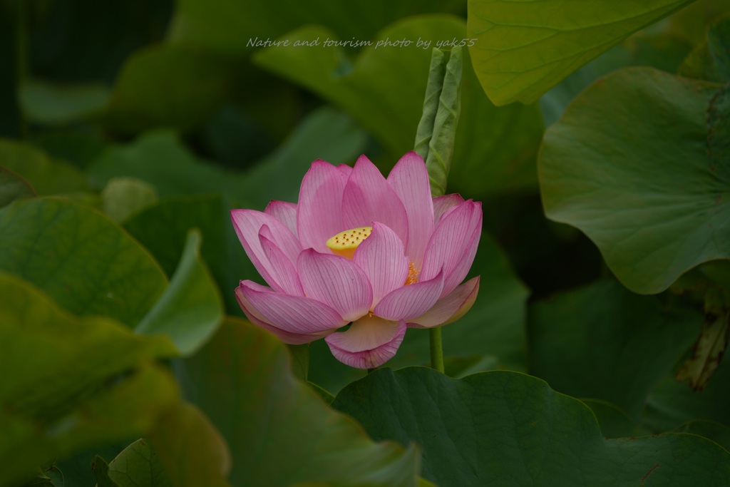 蓮花 素敵な蓮 by YaK55 （ID：13564220） - 写真共有サイト:PHOTOHITO
