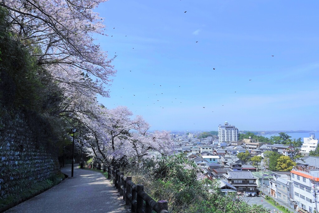海岸線の春