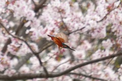 春の中を