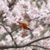 春の中を