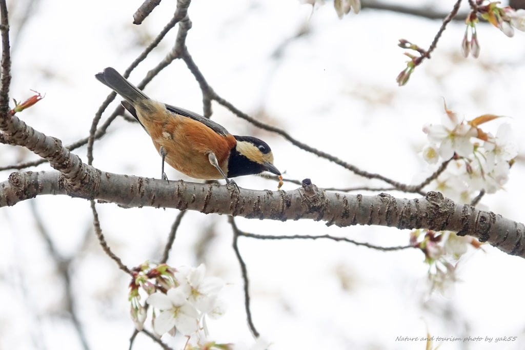 桜でお食事