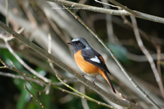 ジョビ君お久しぶり