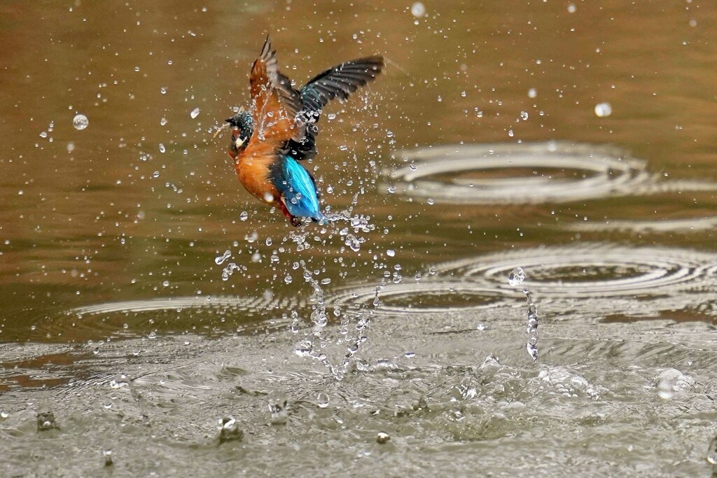Splash（カワセミ　オス）