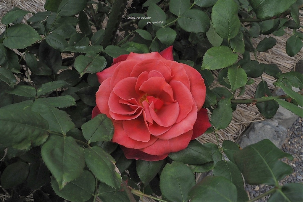 薔薇・薔薇・薔薇？