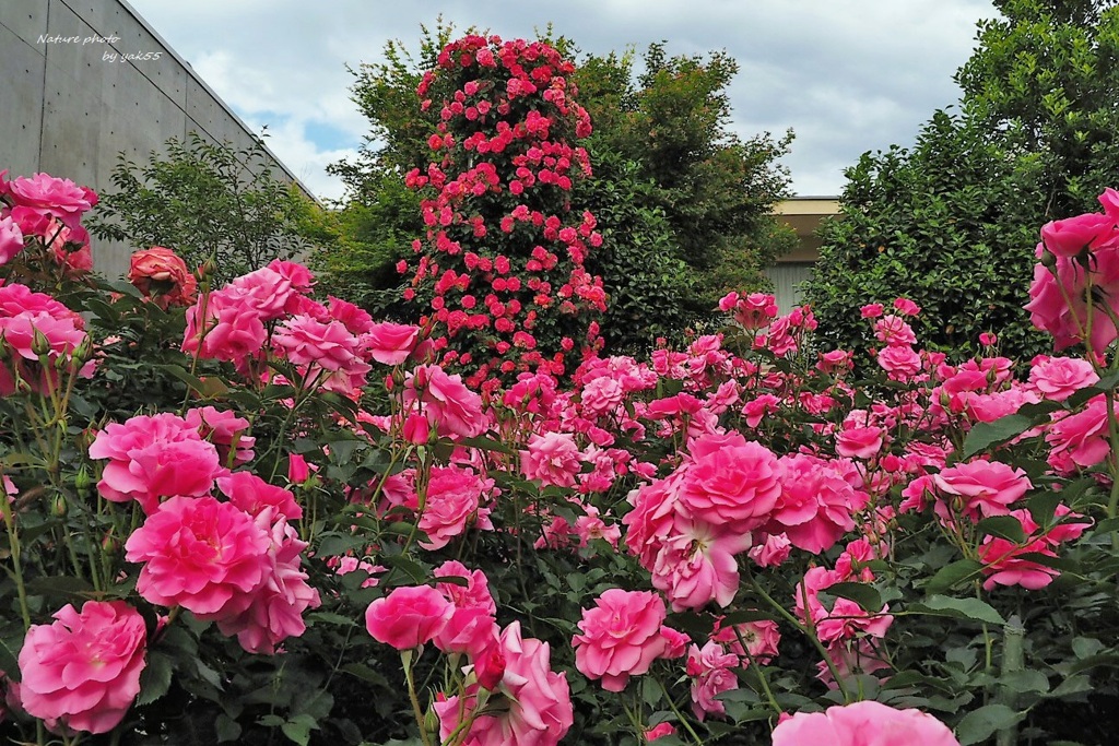 薔薇・薔薇・薔薇 Ⅱ