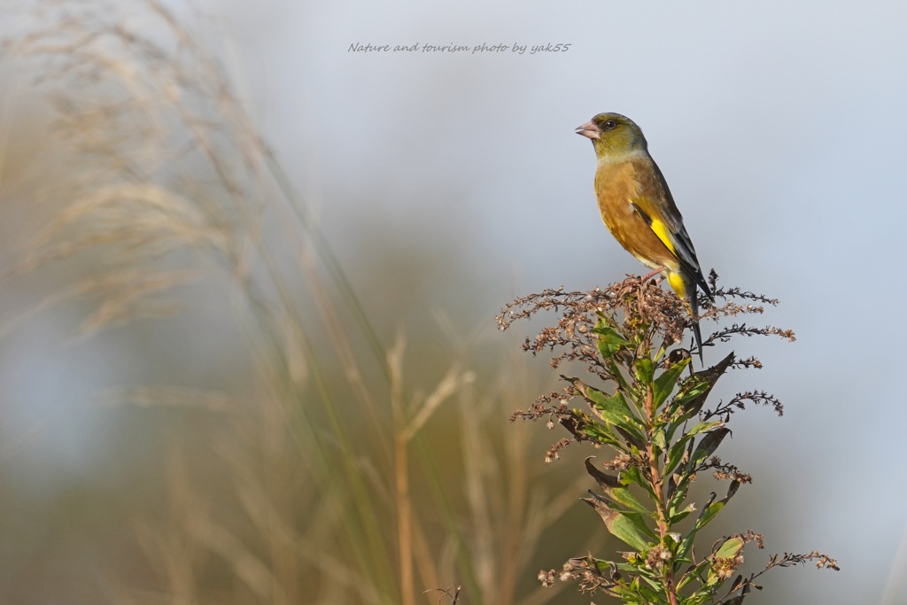 ヒワちゃんも師走