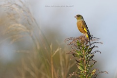 ヒワちゃんも師走