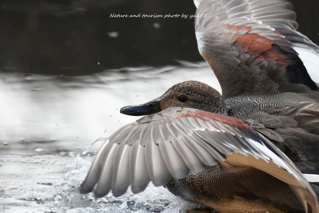大寒へのタッチダウン
