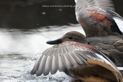 大寒へのタッチダウン