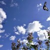 青空（アサギマダラ）
