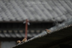 春雀