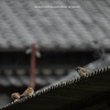 春雀