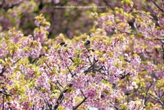 春すずめ