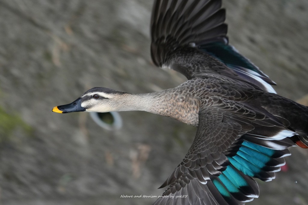 いきなりの飛び出し