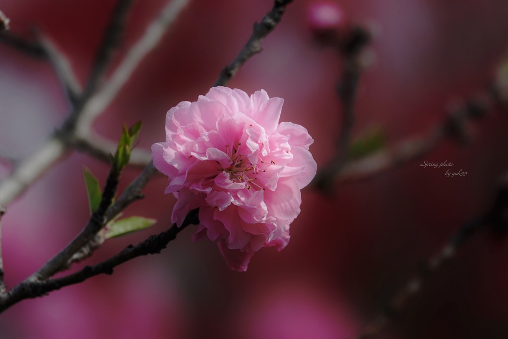 花桃（源平桃？）